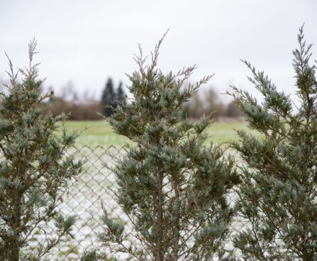 675_7048_Juniperus_scopulorum_Wichita_Blue__2.JPG