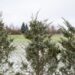 675_7048_Juniperus_scopulorum_Wichita_Blue__2.JPG