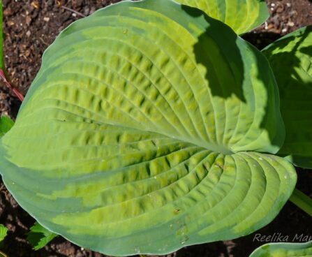 715_7727_Hosta_Inniswood_3.JPG