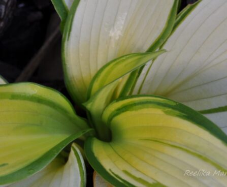 717_4352_Hosta_On_Stage.jpg