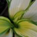 717_4352_Hosta_On_Stage.jpg