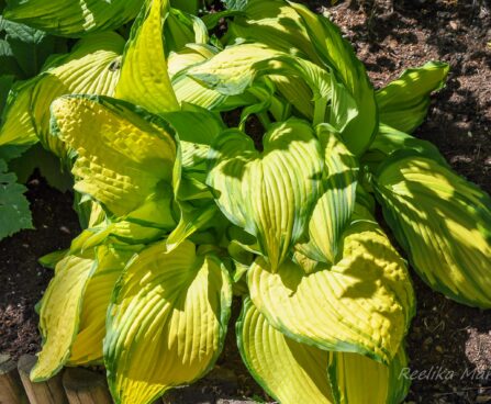 717_7710_Hosta_On_Stage__2.JPG