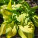 717_7710_Hosta_On_Stage__2.JPG