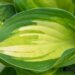 720_8562_Hosta_Peppermint_Ice__2.JPG