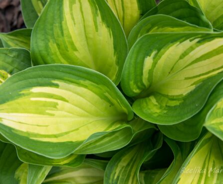 720_8563_Hosta_Peppermint_Ice__3.JPG