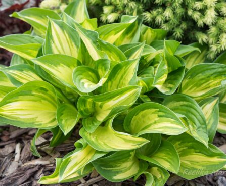 720_8564_Hosta_Peppermint_Ice_.JPG