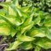 720_8564_Hosta_Peppermint_Ice_.JPG