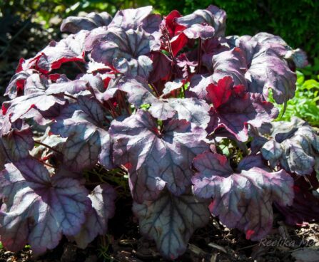 740_4566_Heuchera_Plum_Royale.jpg