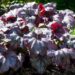 740_4566_Heuchera_Plum_Royale.jpg