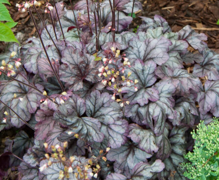 740_7829_Heuchera_Plum_Royale_.JPG