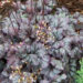 740_7829_Heuchera_Plum_Royale_.JPG