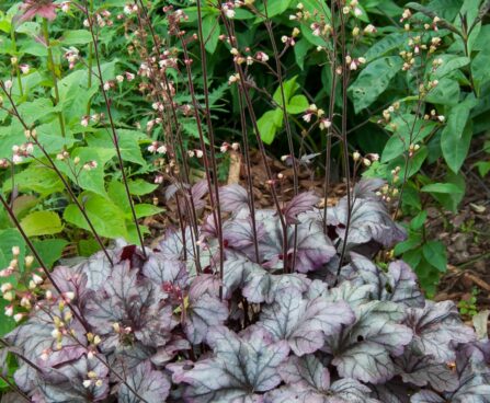 740_7830_Heuchera_Plum_Royale__2.JPG