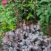 740_7830_Heuchera_Plum_Royale__2.JPG