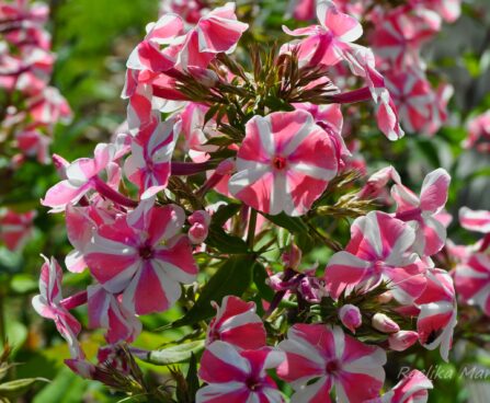 743_4515_Phlox_Peppermint_Twist.jpg