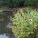 744_1873_Rudbeckia_occidentalis.JPG