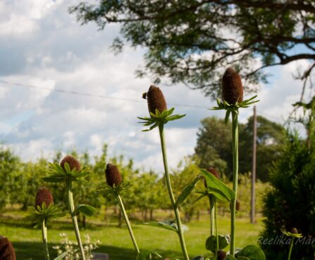 744_4552_Rudbeckia_Green_Wizzard1.jpg