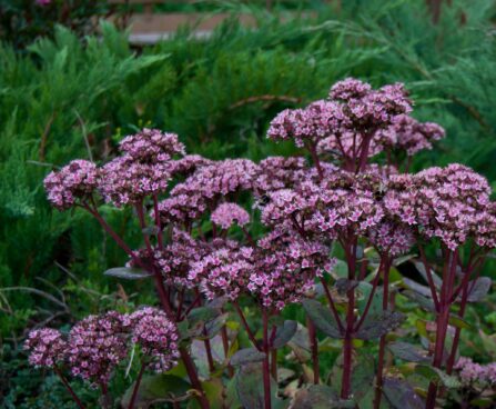 746_4621_Sedum_Matrona.jpg