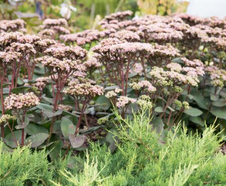 746_6403_Sedum_Matrona.jpg