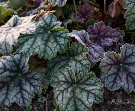 752_4204_Heuchera_Mercury.jpg