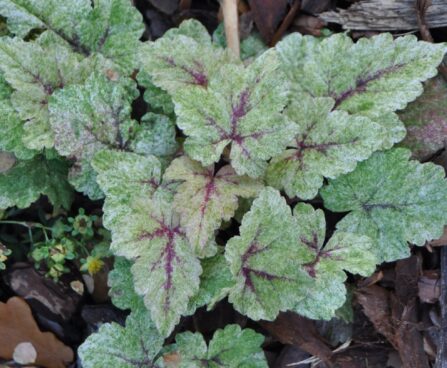 756_2478_Tiarella_Mystic_Mist_1.JPG