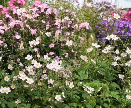 760_6430_Anemone_hupehensis.jpg