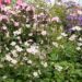 760_6430_Anemone_hupehensis.jpg
