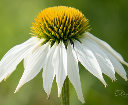 763_9074_Echinacea_purpurea_Alba siilkübar.JPG