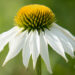 763_9074_Echinacea_purpurea_Alba siilkübar.JPG