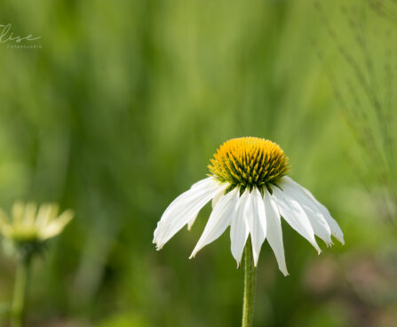 763_9076_Echinacea_purpurea_Alba_siilkübar4.JPG