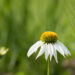 763_9076_Echinacea_purpurea_Alba_siilkübar4.JPG