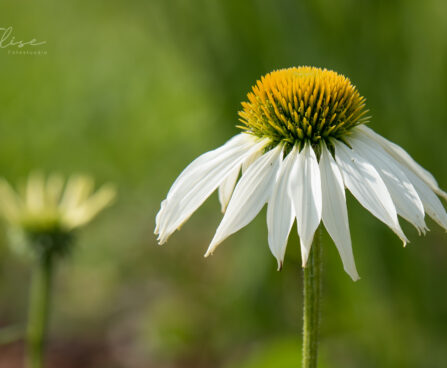763_9077_Echinacea_purpurea_Alba_siilkübar2.JPG