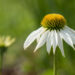 763_9077_Echinacea_purpurea_Alba_siilkübar2.JPG