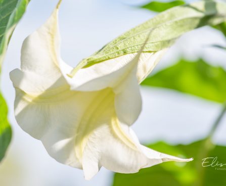 779_10098_Brugmansia__inglitrompet_2.jpg