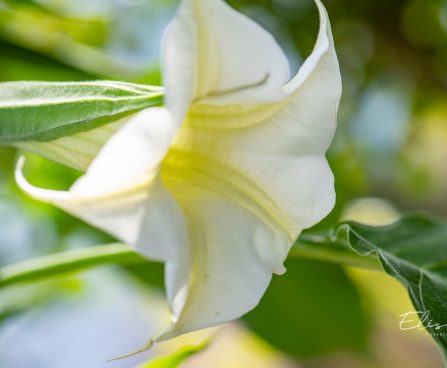 779_10099_Brugmansia__inglitrompet_3.jpg