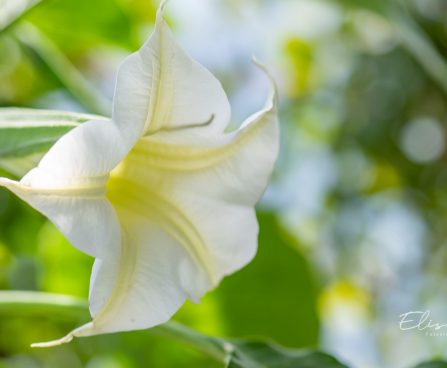 779_10100_Brugmansia__inglitrompet_4.jpg