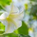 779_10100_Brugmansia__inglitrompet_4.jpg