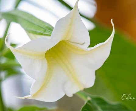 779_10102_Brugmansia__inglitrompet_6.jpg