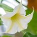 779_10102_Brugmansia__inglitrompet_6.jpg