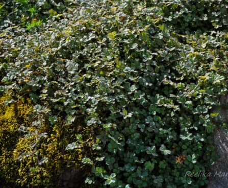 795_4356_Acaena_microphylla.jpg