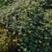 795_4356_Acaena_microphylla.jpg
