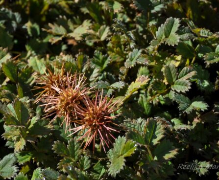795_4357_Acaena_microphylla1.jpg