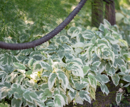 796_10732_Aegopodium_podagraria_Variegata_harilik_naat.jpg