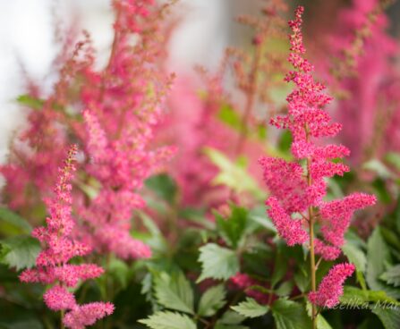 809_8240_Astilbe_arendsii_Fanal_.JPG