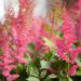 809_8240_Astilbe_arendsii_Fanal_.JPG