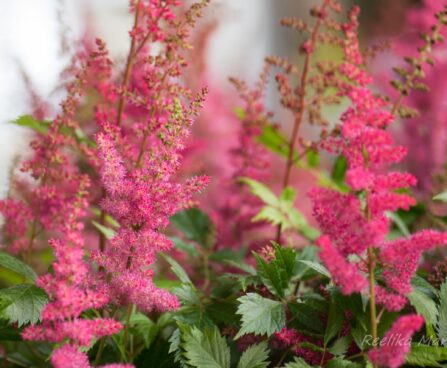 809_8241_Astilbe_arendsii_Fanal__3.JPG