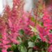 809_8241_Astilbe_arendsii_Fanal__3.JPG