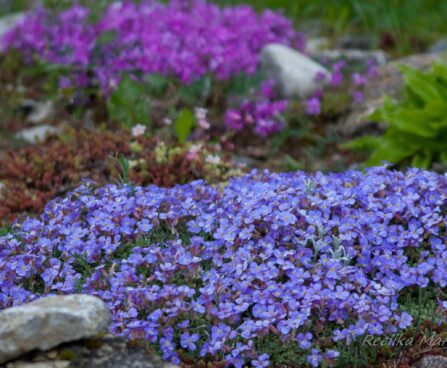 817_8038_Aubrieta_Royal_Blue_2.JPG