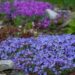 817_8038_Aubrieta_Royal_Blue_2.JPG