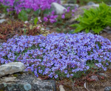 817_8039_Aubrieta_Royal_Blue.JPG