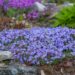 817_8039_Aubrieta_Royal_Blue.JPG